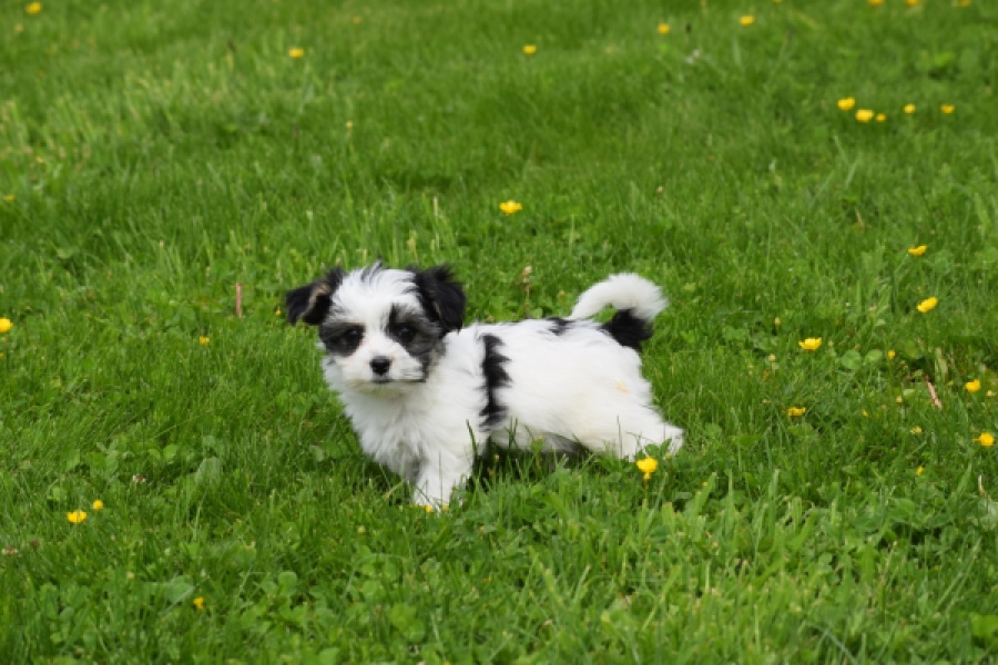 Biewer Yorkshire terrier (teef) 64442