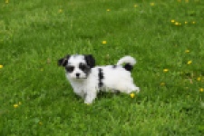 Biewer Yorkshire terrier (teef) 64442
