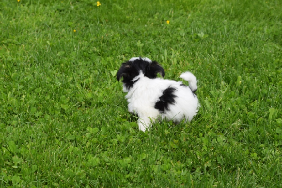 Biewer Yorkshire terrier (teef) 64442