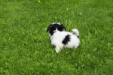 Biewer Yorkshire terrier (teef) 64442