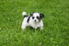 Biewer Yorkshire terrier (teef) 64442