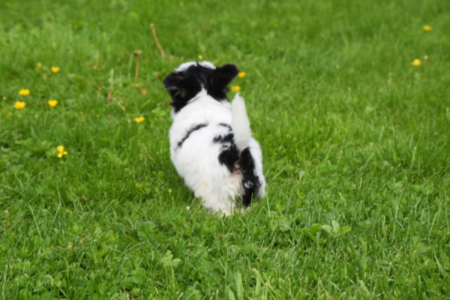Biewer Yorkshire terrier (teef) 64442
