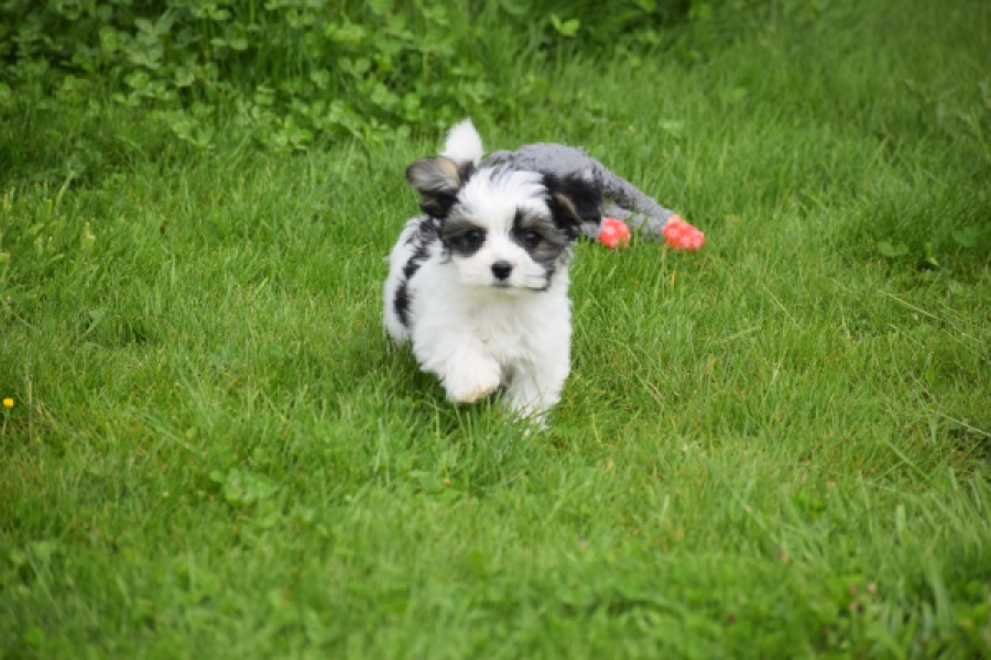 Biewer Yorkshire terrier (teef) 64442