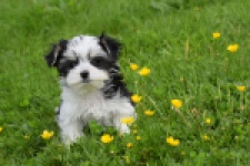 Biewer Yorkshire terrier (teef) 64224