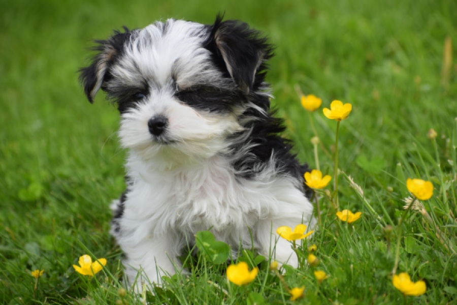 Biewer Yorkshire terrier (teef) 64224
