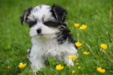 Biewer Yorkshire terrier (teef) 64224