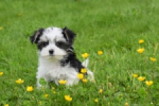 Biewer Yorkshire terrier (teef) 64224