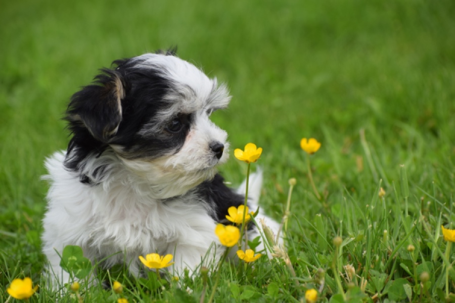 Biewer Yorkshire terrier (teef) 64224