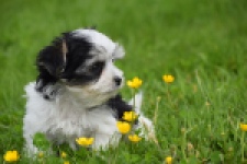 Biewer Yorkshire terrier (teef) 64224