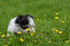 Biewer Yorkshire terrier (teef) 64224