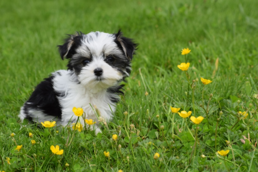 Biewer Yorkshire terrier (teef) 64224