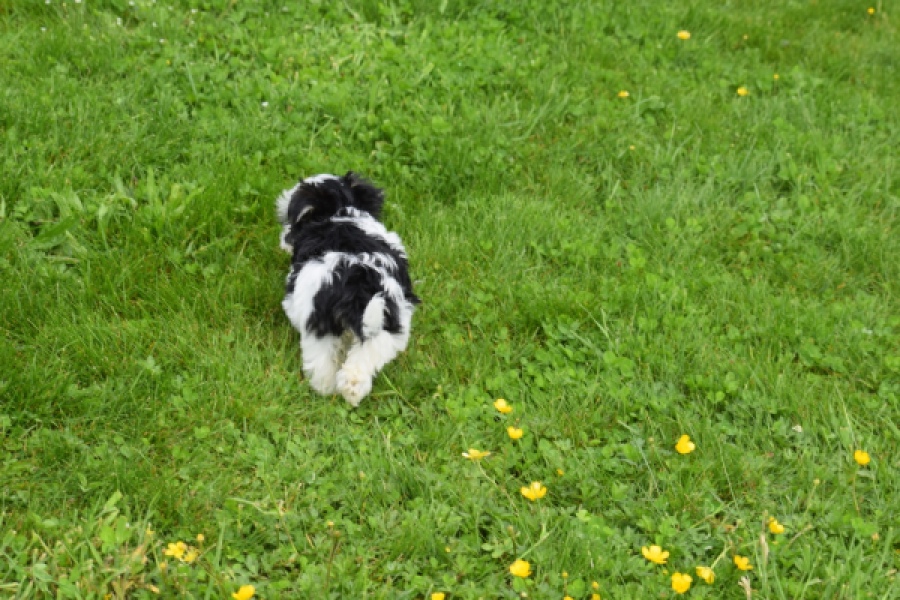 Biewer Yorkshire terrier (teef) 64224