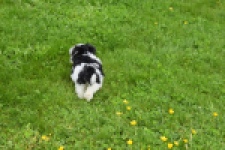 Biewer Yorkshire terrier (teef) 64224