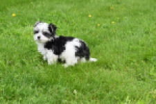 Biewer Yorkshire terrier (teef) 64224