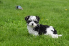Biewer Yorkshire terrier (teef) 64224