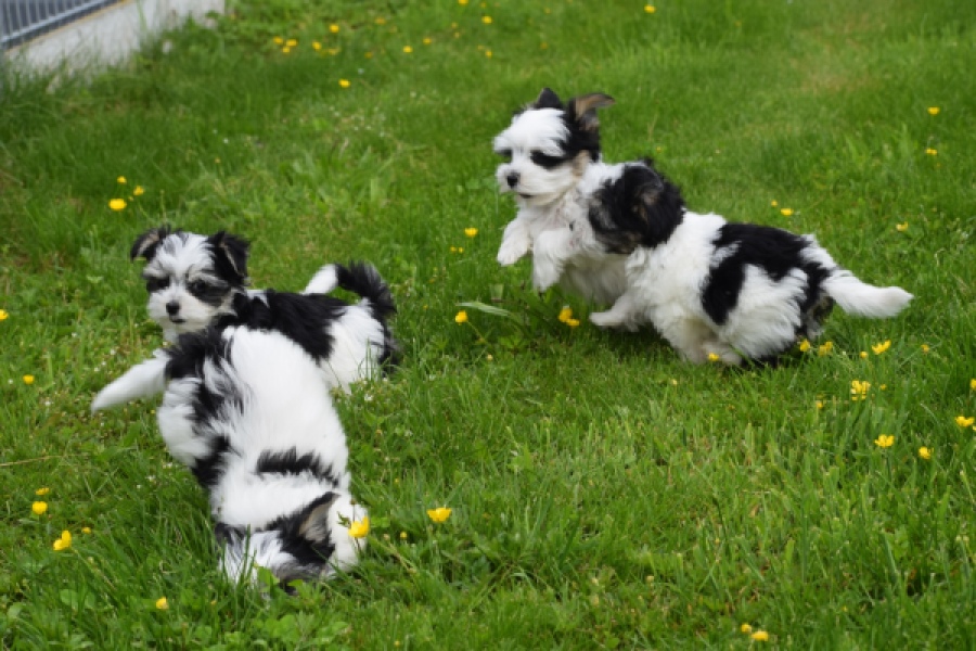 Biewer Yorkshire terrier (reu) 64390