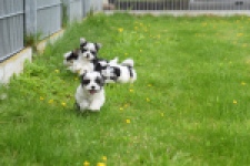 Biewer Yorkshire terrier (reu) 64390