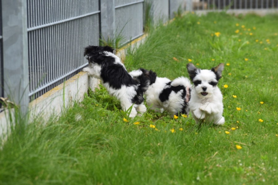 Biewer Yorkshire terrier (reu) 64390