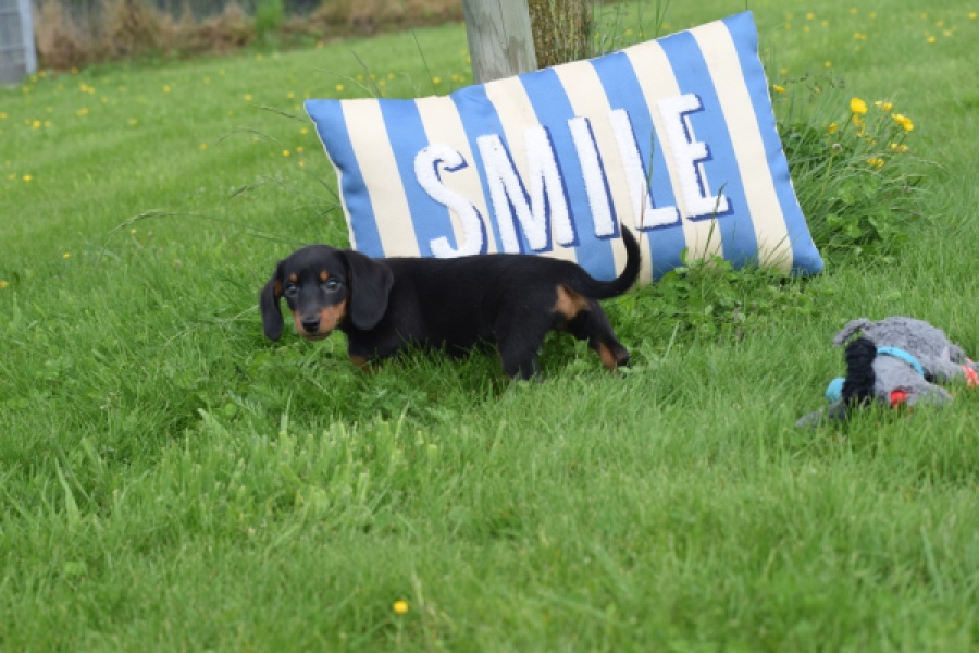 Teckel (teef) 34448