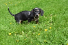 Teckel (teef) 34454
