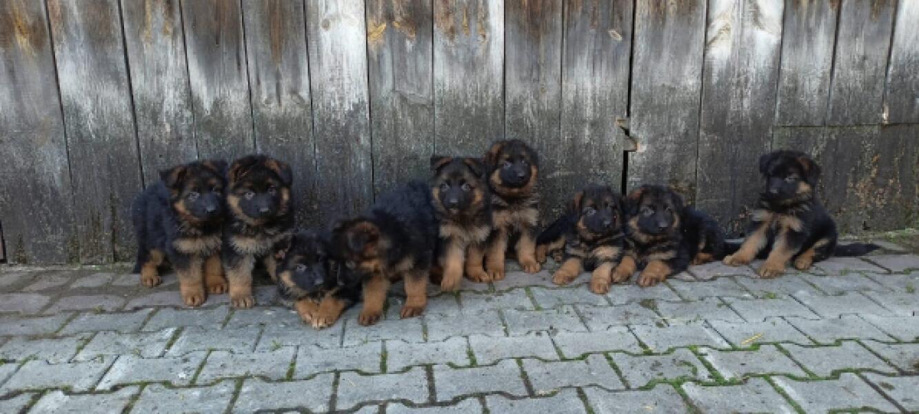 Duitse herder nestje 