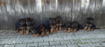 Duitse herder nestje 