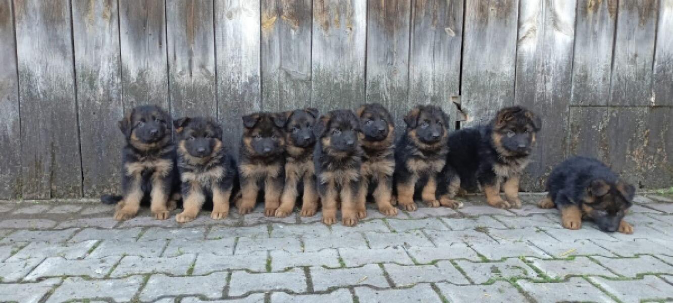 Duitse herder nestje 