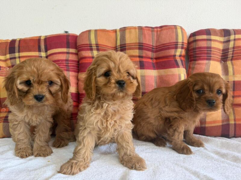 Cavapoo nestje 