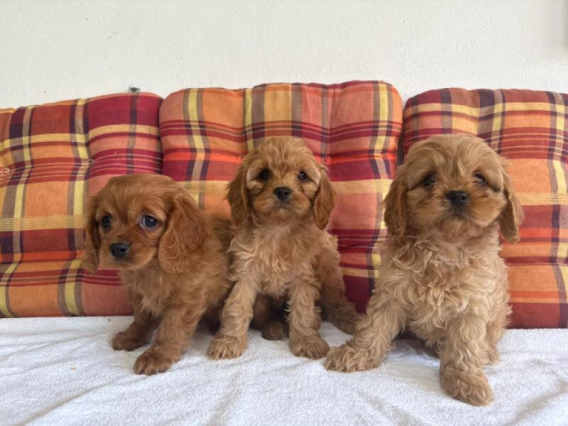 Cavapoo nestje 