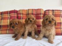 Cavapoo nestje 