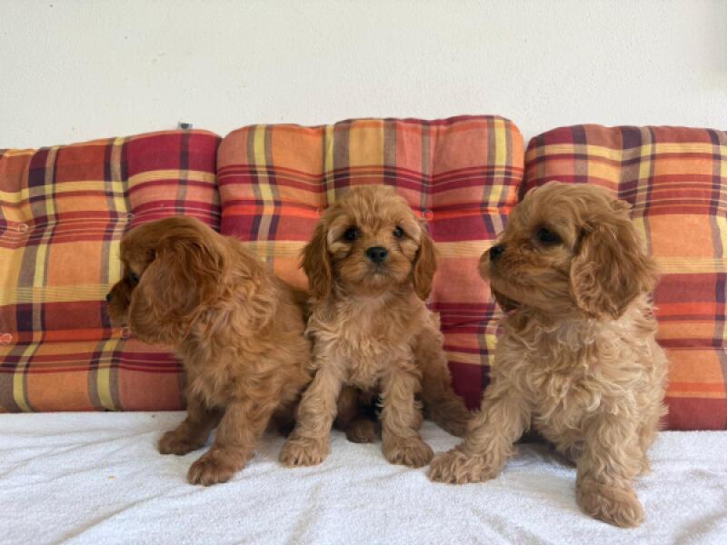 Cavapoo nestje 