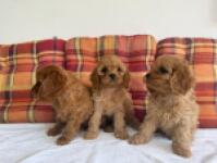 Cavapoo nestje 