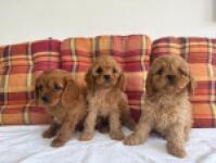 Cavapoo nestje 