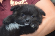 Spitz allemand (teef) 62894
