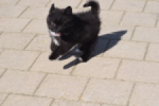 Spitz allemand (teef) 62894