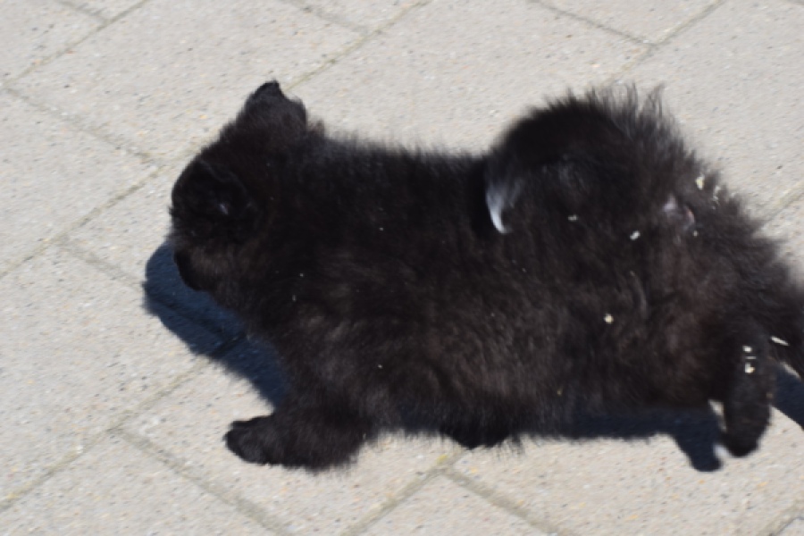 Spitz allemand (teef) 62894