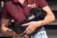 Spitz allemand (teef) 62894