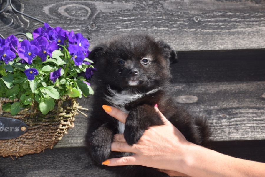 Spitz allemand (teef) 62894