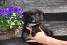 Spitz allemand (teef) 62894