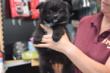 Spitz allemand (teef) 62894