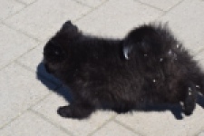Spitz allemand (teef) 62894
