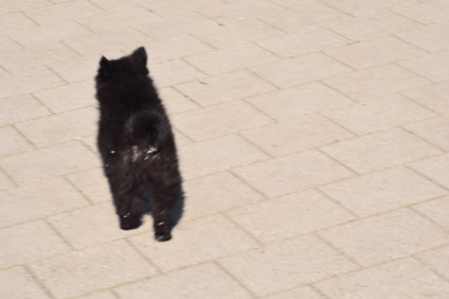 Spitz allemand (teef) 62894