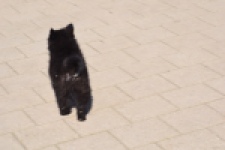 Spitz allemand (teef) 62894