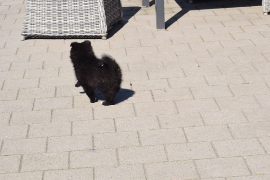 Spitz allemand (teef) 62894