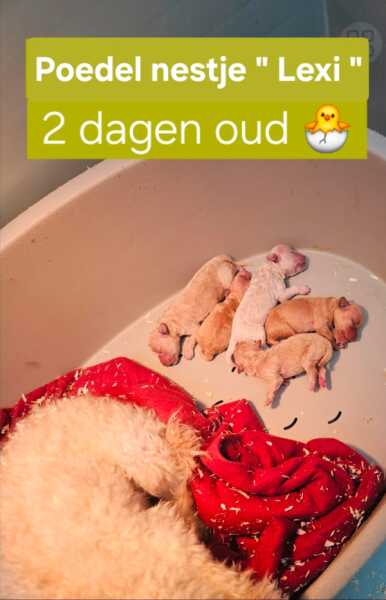 Poedel nestje 