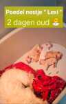 Poedel nestje 