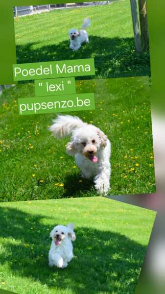 Poedel nestje 