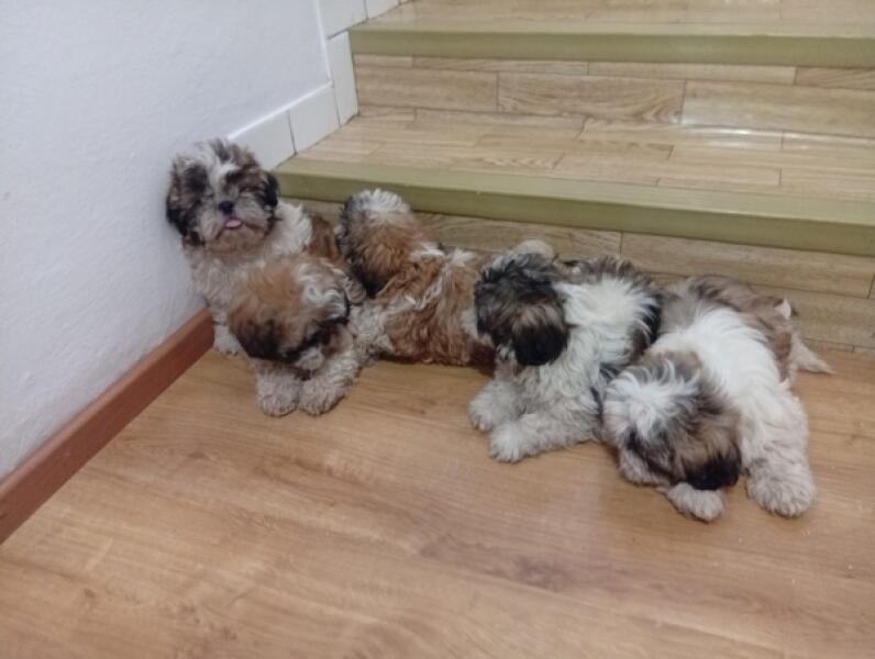 Shih Tzu nestje 