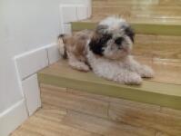 Shih Tzu nestje 