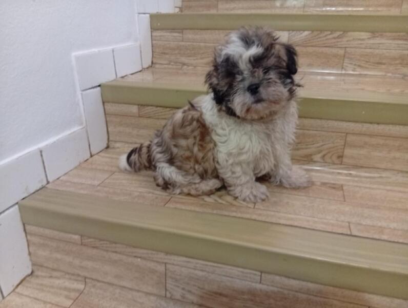 Shih Tzu nestje 